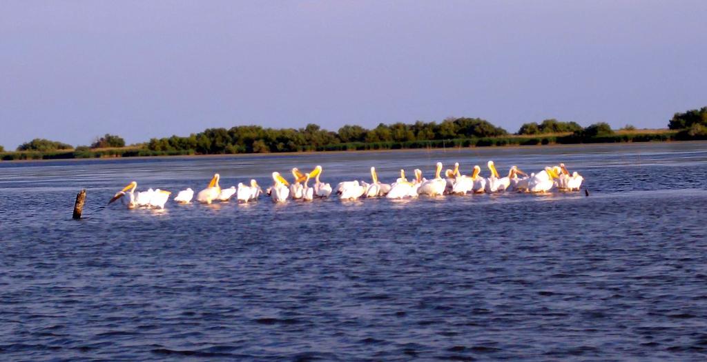 Delta Pontoon Otel Mahmudia Dış mekan fotoğraf