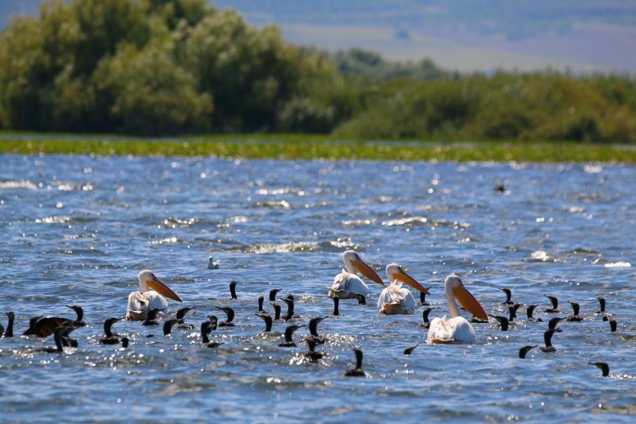 Delta Pontoon Otel Mahmudia Dış mekan fotoğraf